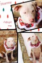 A pit bull named Stormie is available for adoption in Texas (photo).
