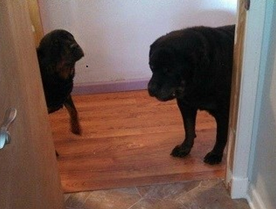 Ford is a 13 year old Rottweiler dog rescued from a Texas animal shelter and adopted in Michigan (photo).