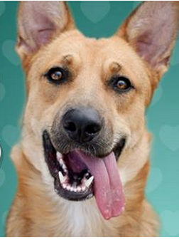 Adopt a Texas pet photo