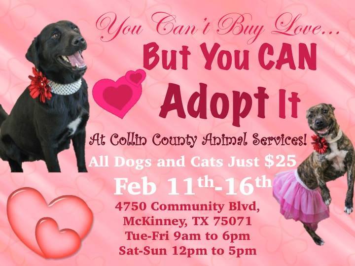 Adopt love pet adoption Collin County Texas