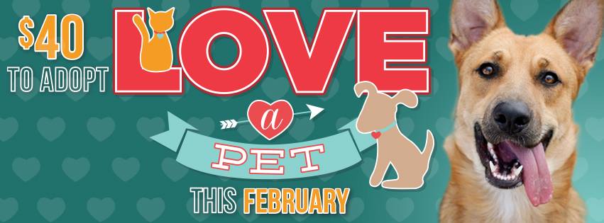 Austin Texas pet adoption Valentine's day promotion