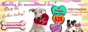 valentines day pet adoption nyc