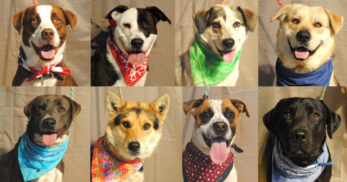 Parker County Dogs For Adoption photo