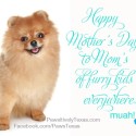 Happy Mothers' Day Pet Moms photo