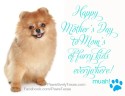 Happy Mothers' Day Pet Moms photo