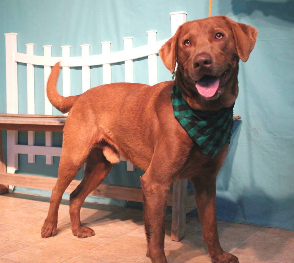 Chester at Texas Animal Shelter