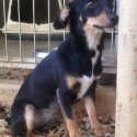 Zoe, a shelter dog in Mason, TX