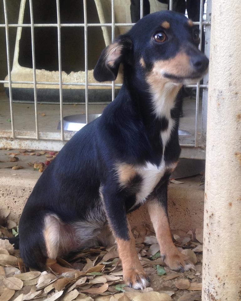 Zoe, a shelter dog in Mason, TX 