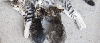 How to save homeless cats and kittens (photo)