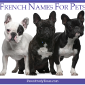 French Names For Pets