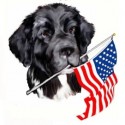American dog photo