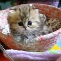 cute kitten video image