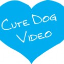 Cute Dog video icon