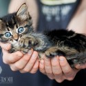Kitten photo by Photographer Jenny Froh