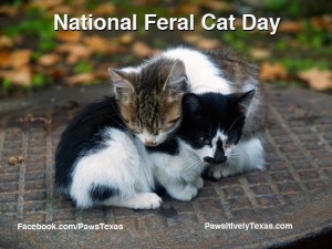 National Feral Cat Day | Pet Adoption & Animal Rescue Pawsitively Texas