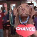 SPCA Wake County Take A Chance on me Pet Adoption Video Photo