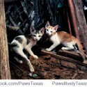 Feral_cats_pawsitively_texas_no_kill_workshop