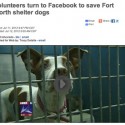 networking to save fort worth animal shelter pets