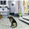 Ciccio dog attends italian mass after owner dies photo