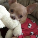 Tommy the Chihuahua loves his Teddy Bear