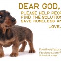 Puppy advocates for homeless animals
