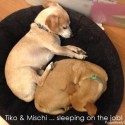 Tiko and Mischi ... two sleeping dogs