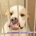 Hilarious photo helps Elvis, the shelter dog, get adopted from the Mineral Wells, Texas shelter.