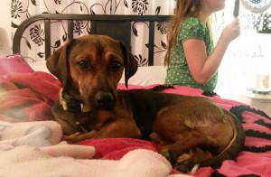 Shelter Dog Adopted in His Final Hours! Pet Adoption & Animal Rescue