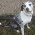 Beautiful blue-eyed Catahoula dog available for adoption