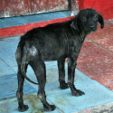 How-To-Rescue and Rehome Stray Dogs (photo)