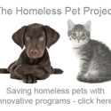 How to save homeless shelter animals a video series (photo)