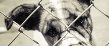 Low-Cost Animal Shelter Disease Management (photo)