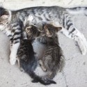 How to save homeless cats and kittens (photo)