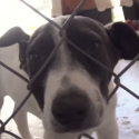 Pet Adoption Video