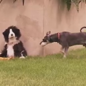 Dogs Pranked by Dog Puppet Video