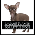 Badass Names for Little Dogs