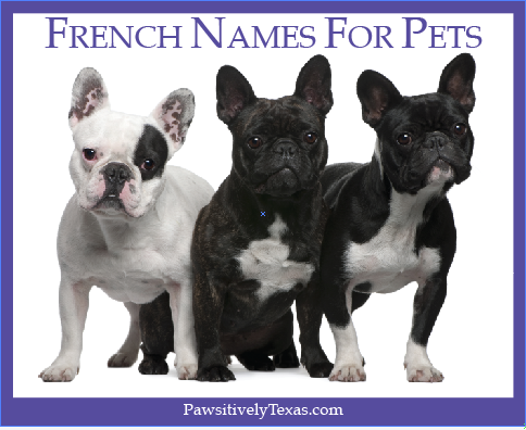 French Names For Pets | Pet Adoption & Animal Rescue Pawsitively Texas