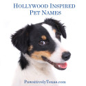 New Pet Names from Hollywood Movies